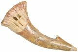 Fossil Sawfish (Onchopristis) Rostral Barb - Morocco #366713-1